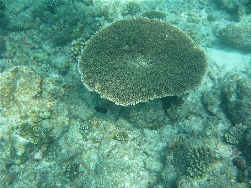 tragiri-unei0017.jpg