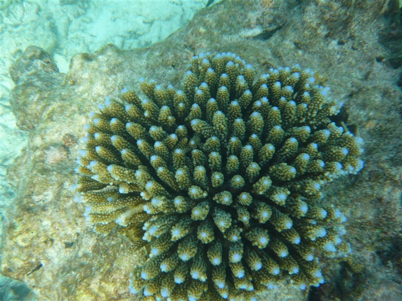 tragiri-unei0022.jpg