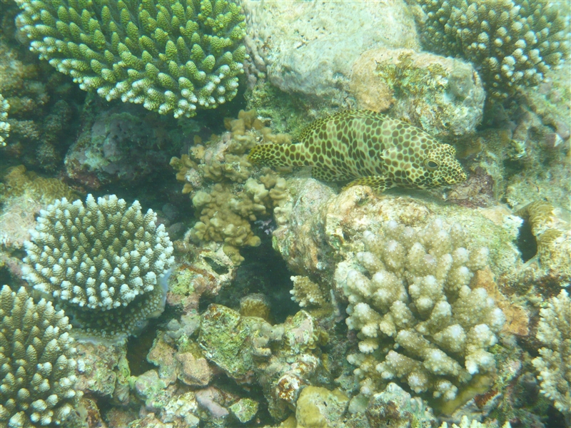 tragiri-unei0036.jpg