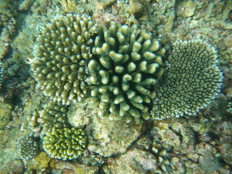 tragiri-unei0038.jpg