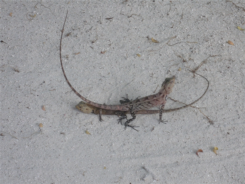 tragiri-unei0045.jpg
